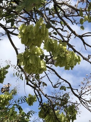 Piscidia carthagenensis