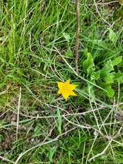 Tulipa sylvestris australis