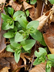 Stellaria pubera