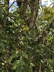 Piscidia carthagenensis