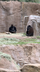 Gorilla gorilla