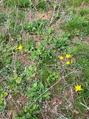 Tulipa sylvestris australis