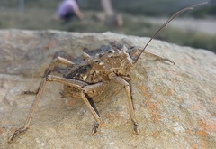 Acanthoproctus vittatus capreolus