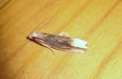 Eucosma flavispecula