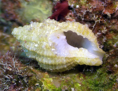 Sinetectula farinosa