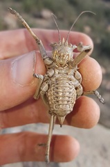 Acanthoproctus vittatus capreolus