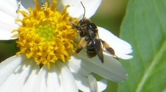 Exomalopsis