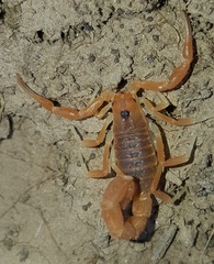 Parabuthus planicauda