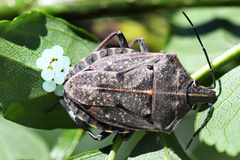 Peltasticus punctatus