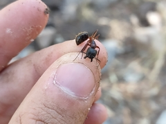 Camponotus semitestaceus