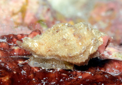 Sinetectula farinosa