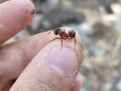 Camponotus semitestaceus