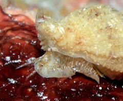 Sinetectula farinosa