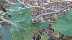 Codophila maculicollis