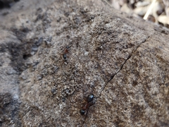 Camponotus semitestaceus