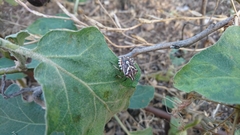 Codophila maculicollis