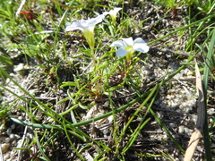 Oxalis pusilla