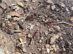 Pogonomyrmex huachucanus