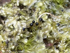 Chiloscyphus pallescens