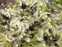 Chiloscyphus pallescens