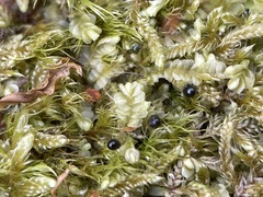 Chiloscyphus pallescens