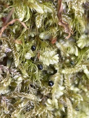 Chiloscyphus pallescens