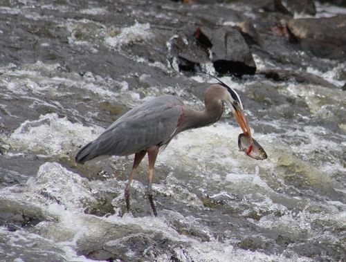 Great Blue Heron photographed in Rhode Island