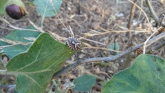 Codophila maculicollis