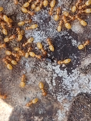 Lasius arizonicus