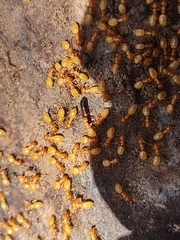 Lasius arizonicus