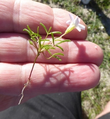 Oxalis pusilla