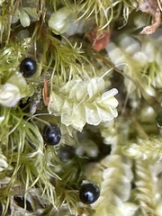 Chiloscyphus pallescens