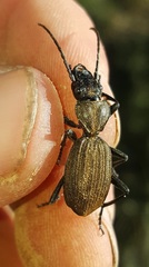 Gonogenia rugosopunctata
