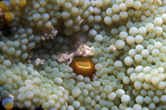 Ricordea florida