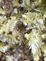 Chiloscyphus pallescens