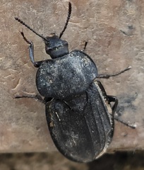 Silpha puncticollis
