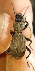 Gonogenia rugosopunctata