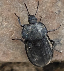 Silpha puncticollis