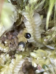 Chiloscyphus pallescens