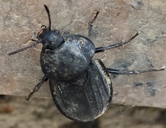 Silpha puncticollis
