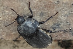 Silpha puncticollis