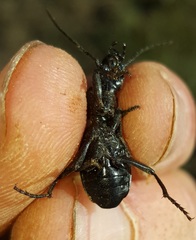 Gonogenia rugosopunctata