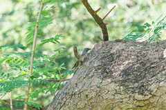 Indicator variegatus