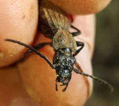 Gonogenia rugosopunctata