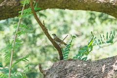 Indicator variegatus