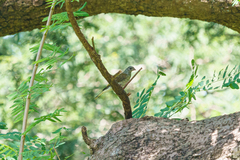 Indicator variegatus