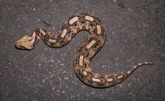 Bitis gabonica