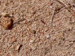 Pogonomyrmex huachucanus