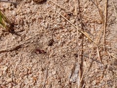 Pogonomyrmex huachucanus