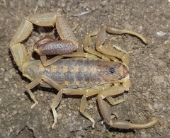 Uroplectes triangulifer